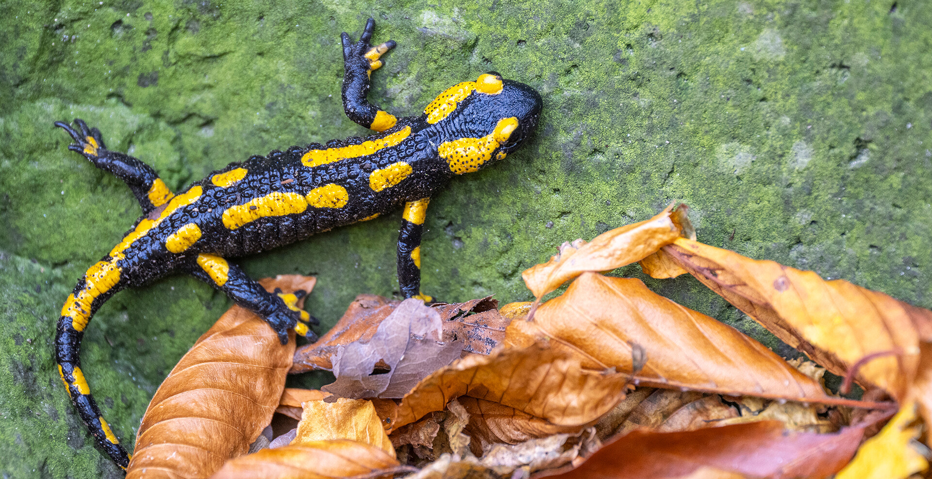 Inspiration<span>Natur</span>